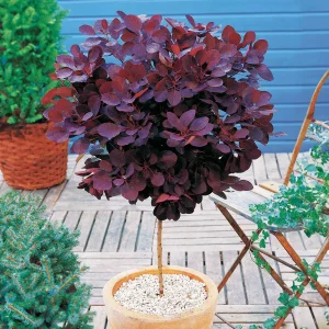 Arbre à perruques 'Royal Purple' sur tige
