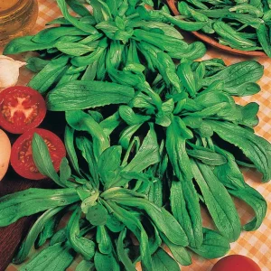 Mâche à grosses graines de Hollande (4 g)