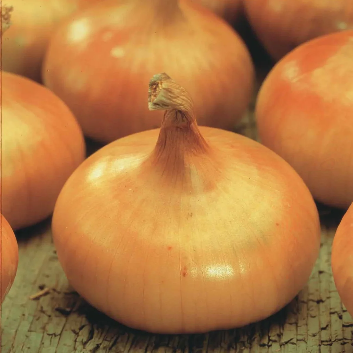 Oignon jaune Paille des Vertus – Image 4