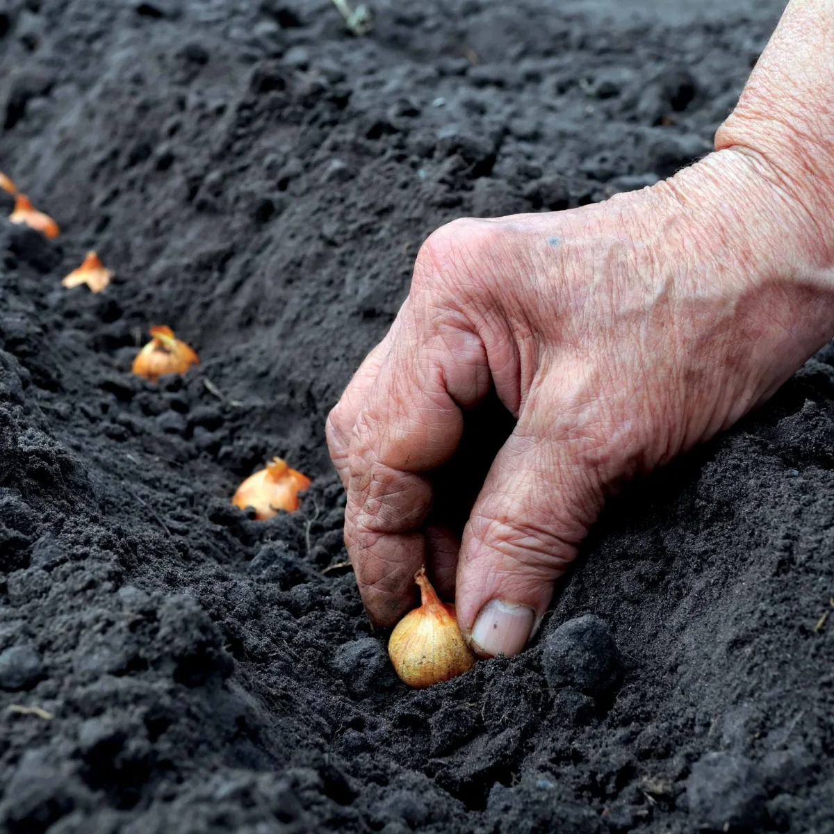 Oignon jaune – Image 4