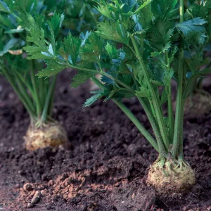 Céleri-rave Géant de Prague