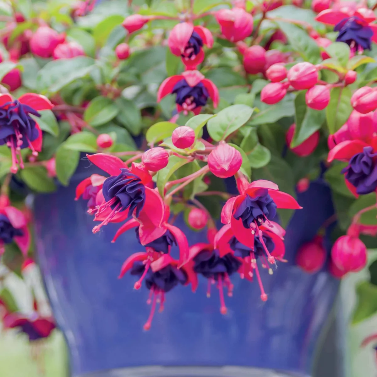 3 Fuchsias retombants Dark Eyes – Image 3