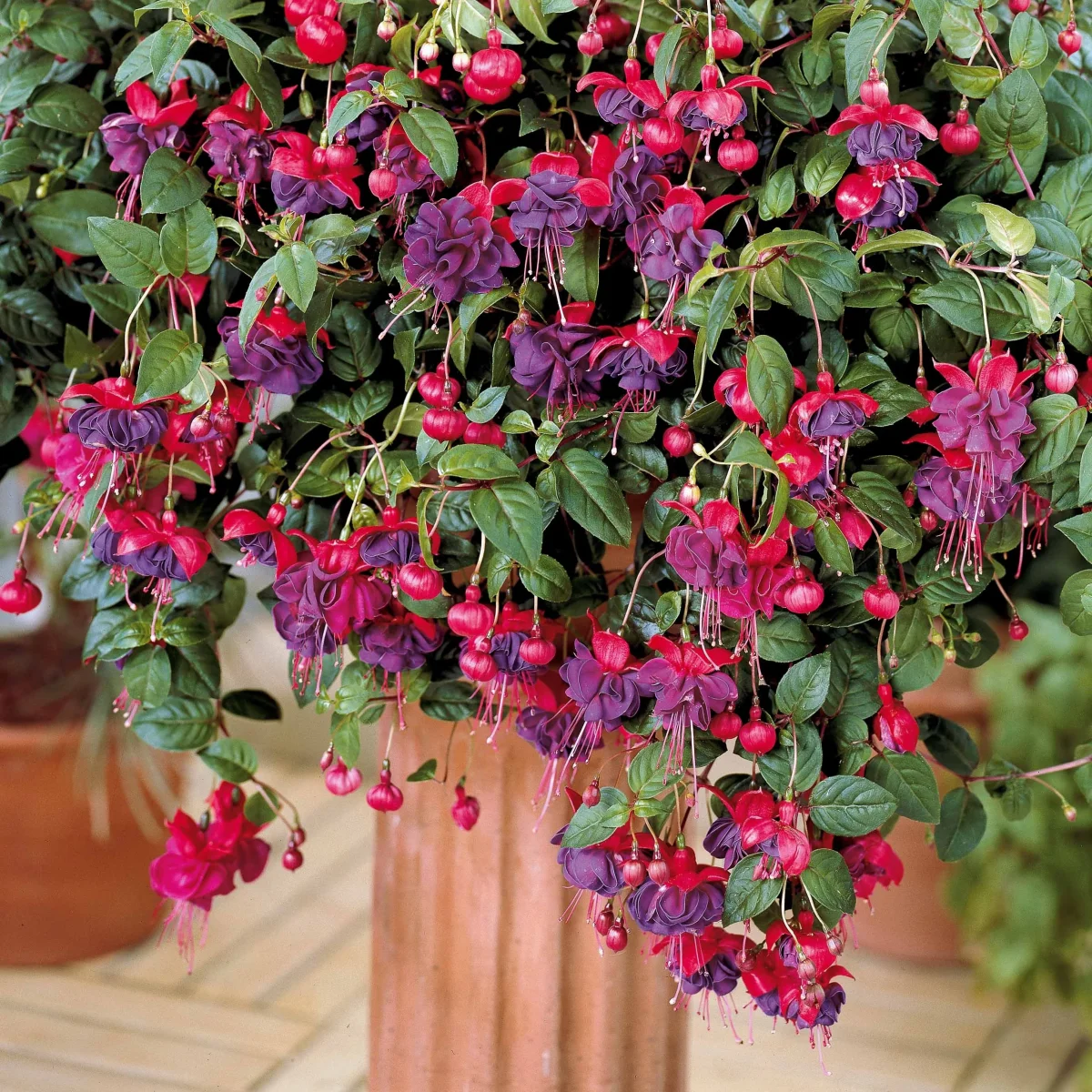 3 Fuchsias retombants Dark Eyes – Image 5