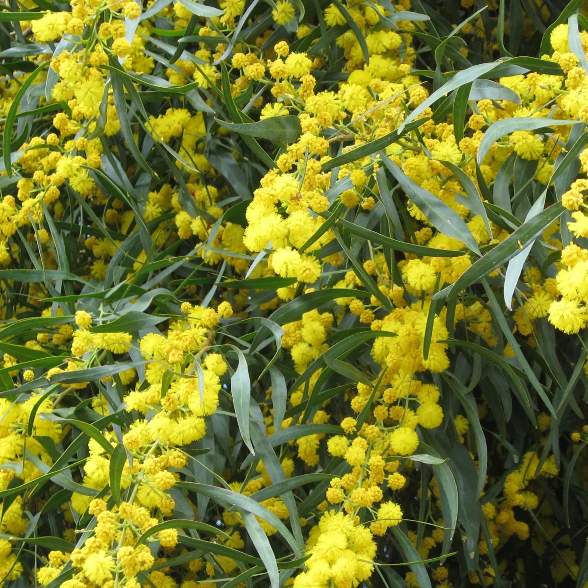 Mimosa des 4 saisons – Image 2