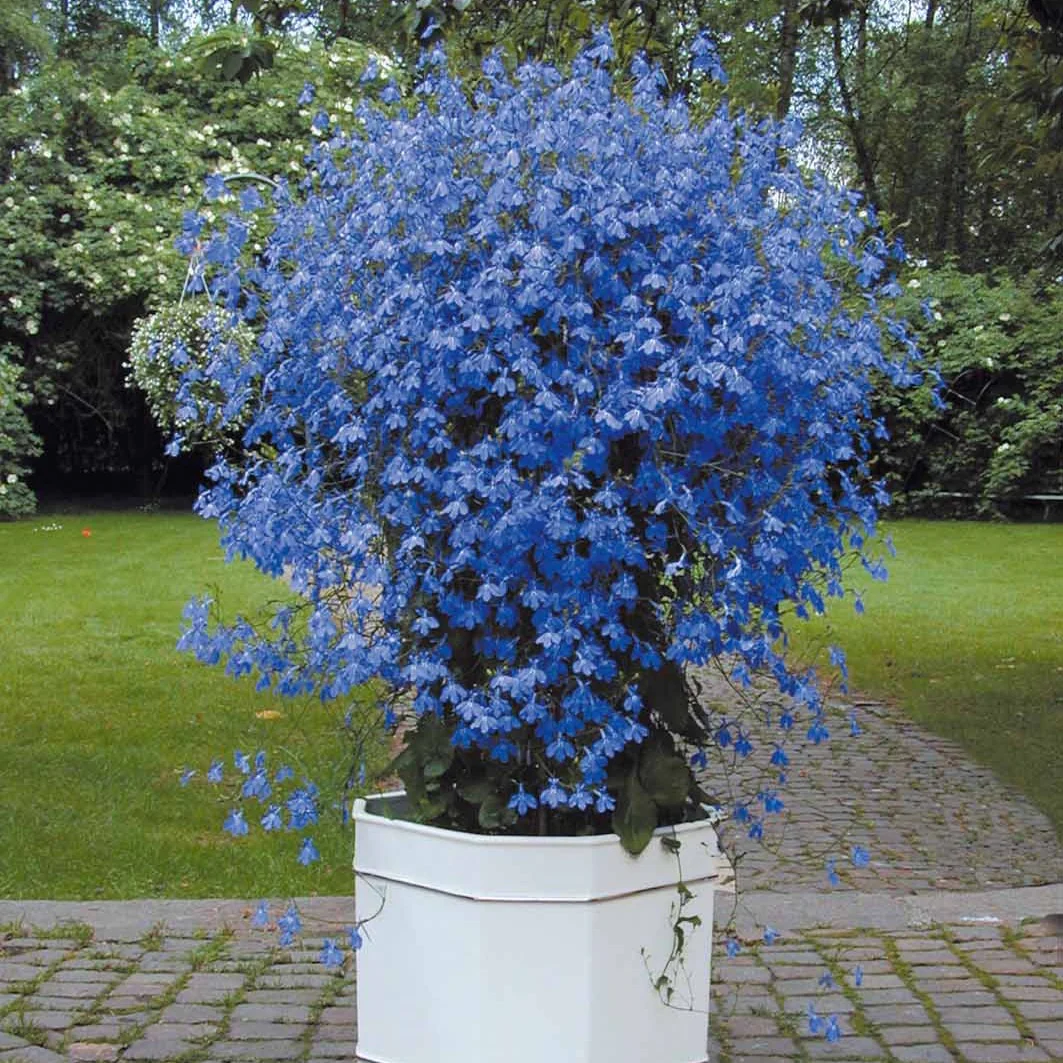 3 Lobelias Azuro – Image 3