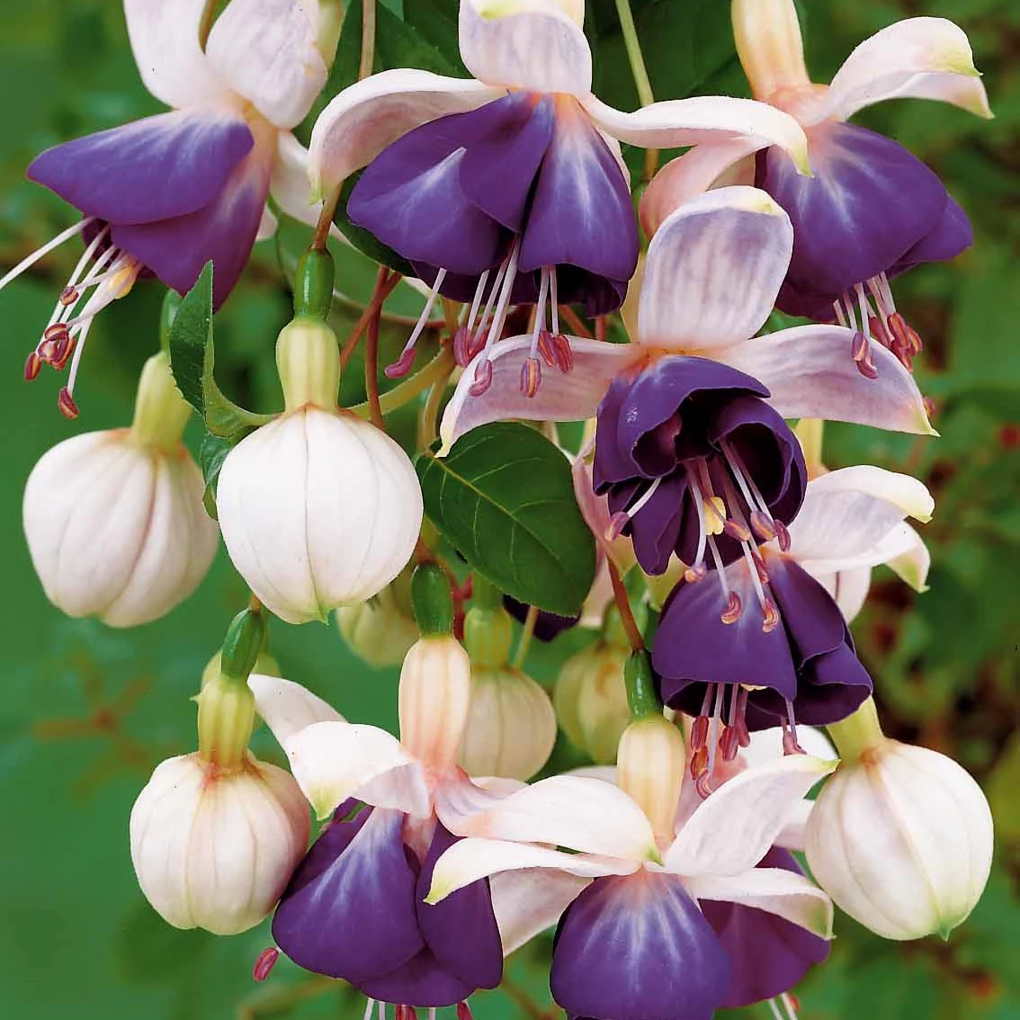 3 Fuchsias retombants Blue Angel – Image 3