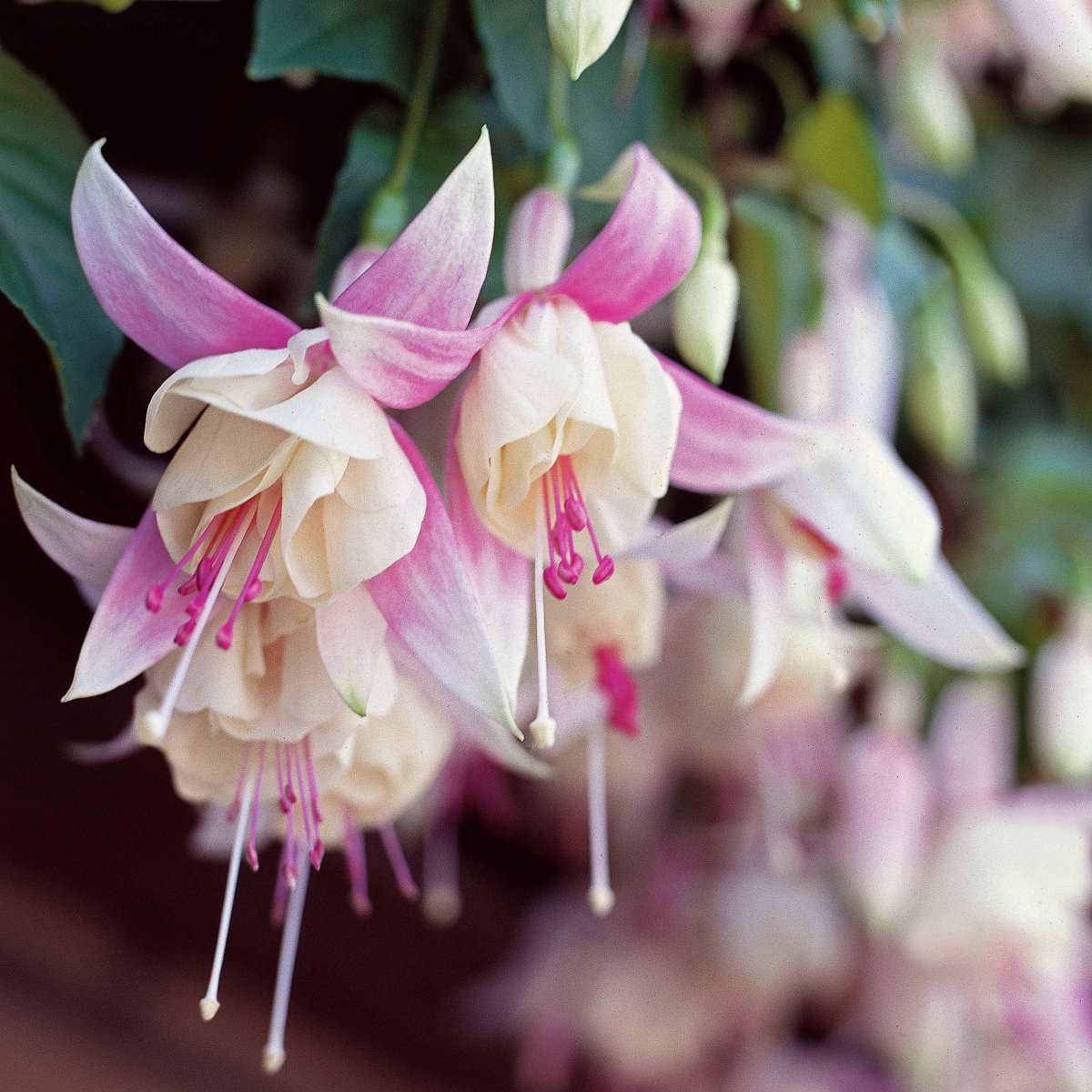 3 Fuchsias résistants au gel Annabel – Image 3