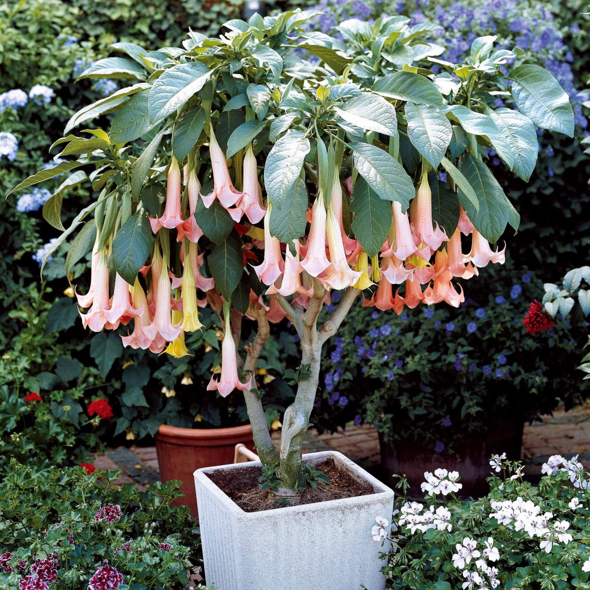 Brugmansia Exotic Pink – Image 3