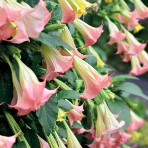 Brugmansia Exotic Pink