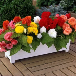 16 Bégonias Non Stop jaunes, rouges, roses, blancs en mélange