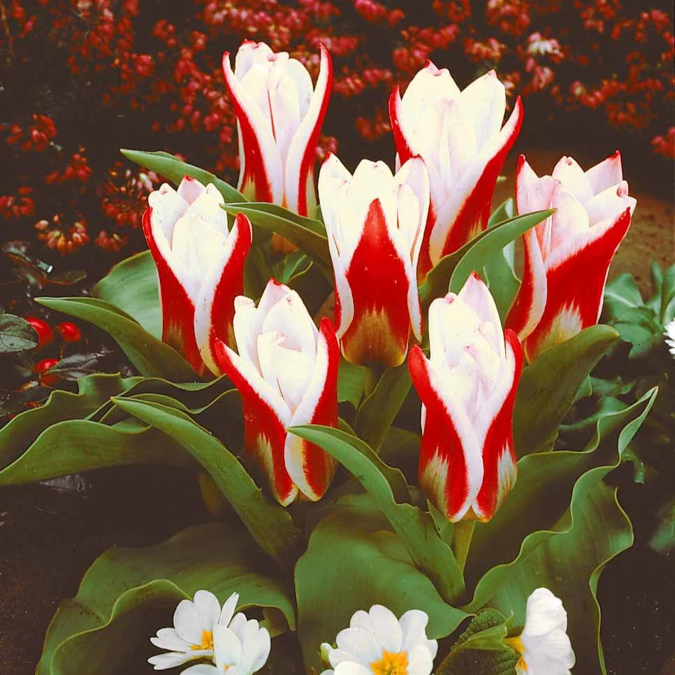 10 Tulipes botaniques The First – Image 3