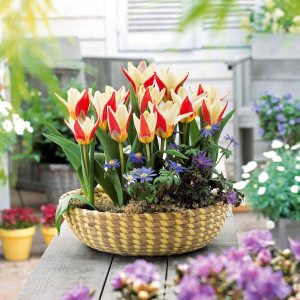 10 Tulipes botaniques The First