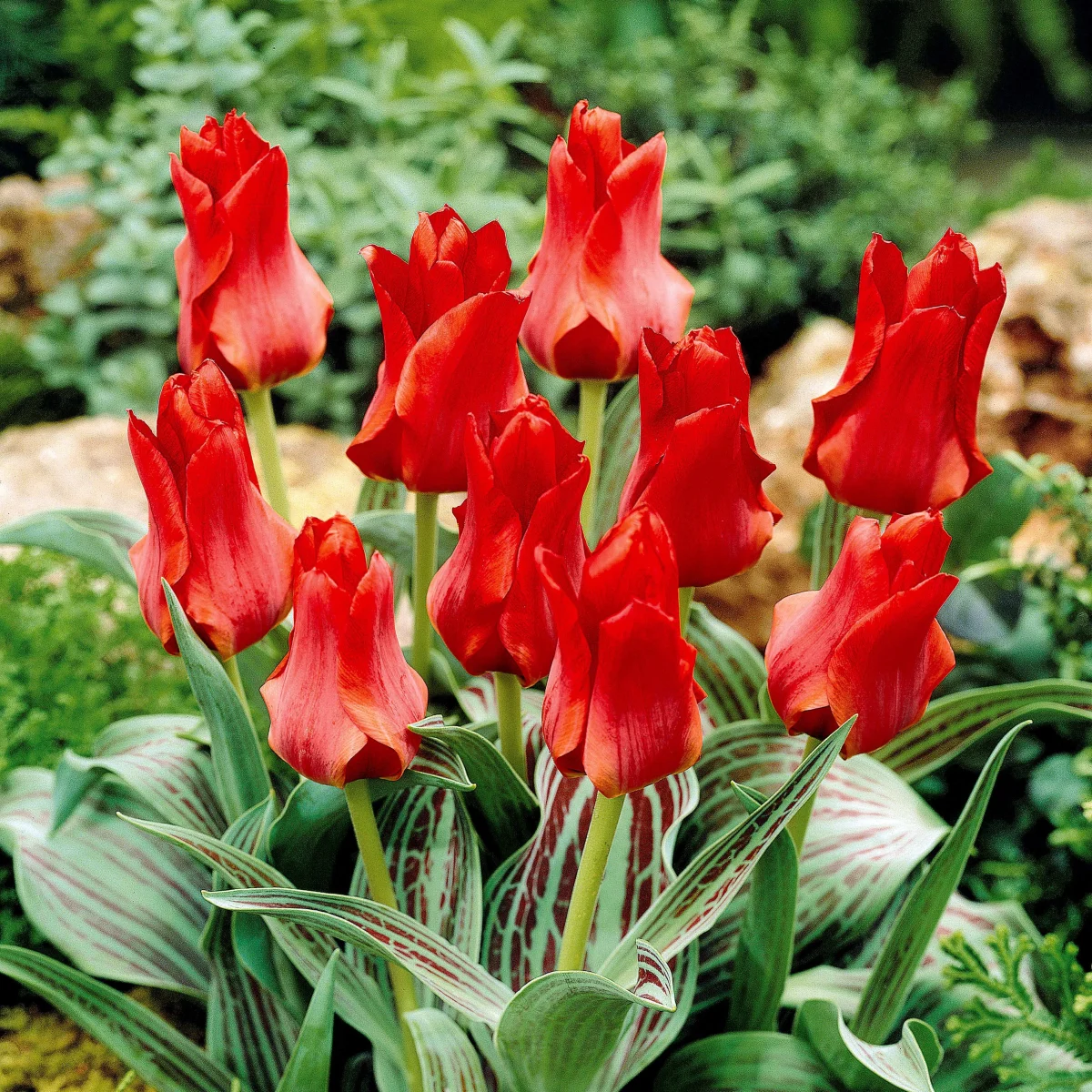 10 Tulipes Chaperon Rouge – Image 4