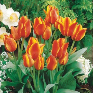 10 Tulipes botaniques Winnipeg