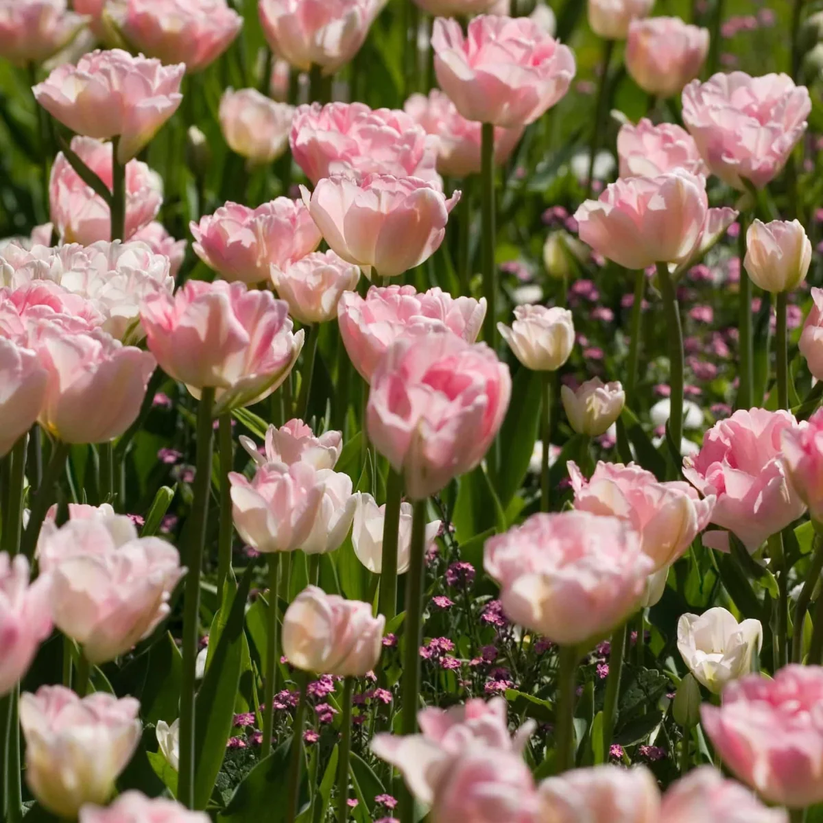 10 Tulipes à fleur de pivoine Angélique – Image 4