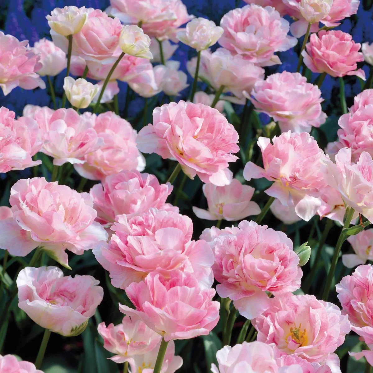 10 Tulipes à fleur de pivoine Angélique – Image 6