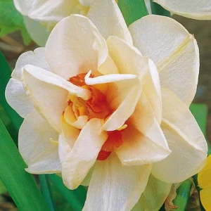 10 Narcisses à fleurs doubles Acropolis