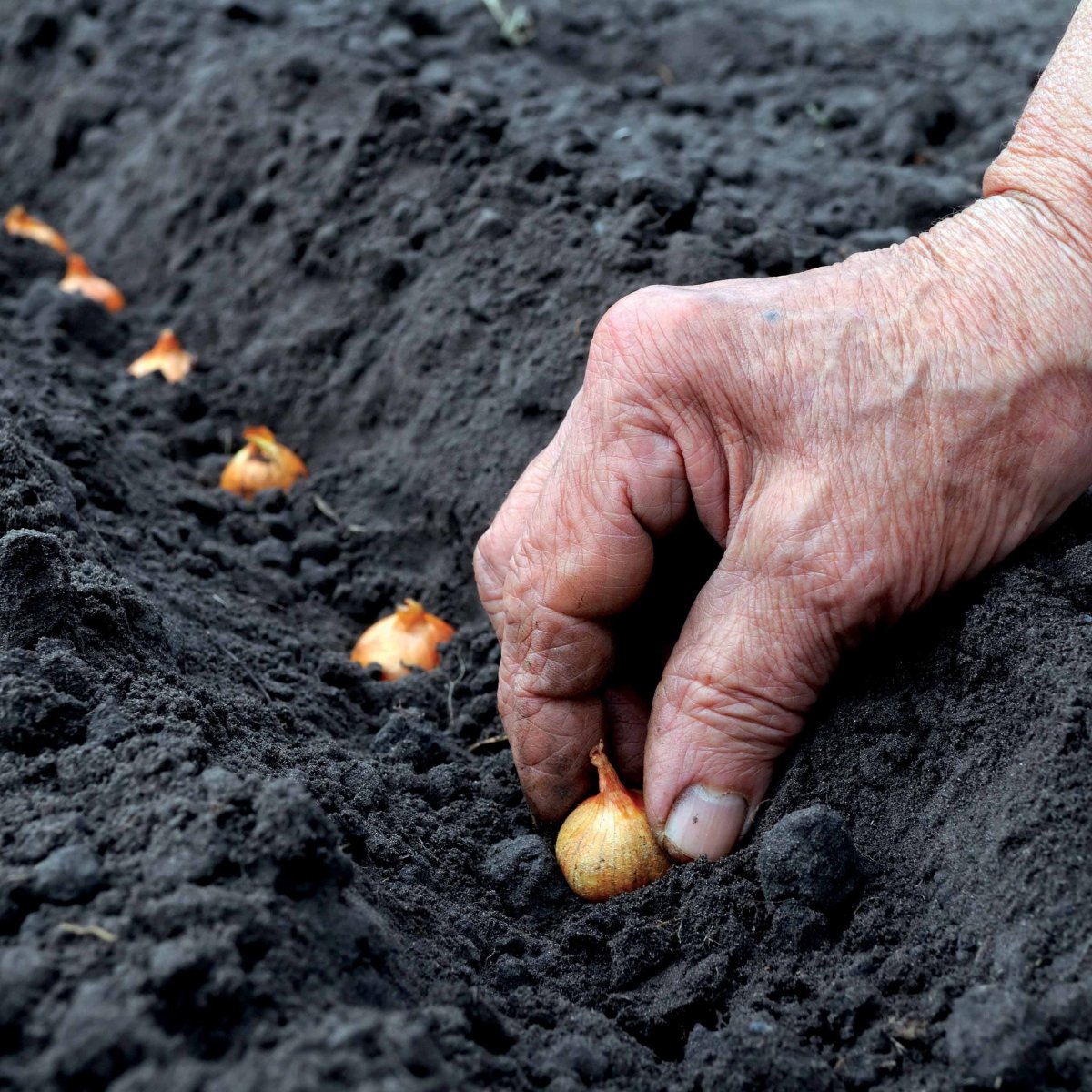 Oignon Rouge foncé de Brunswick – Image 5