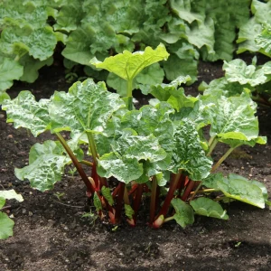 Rhubarbes