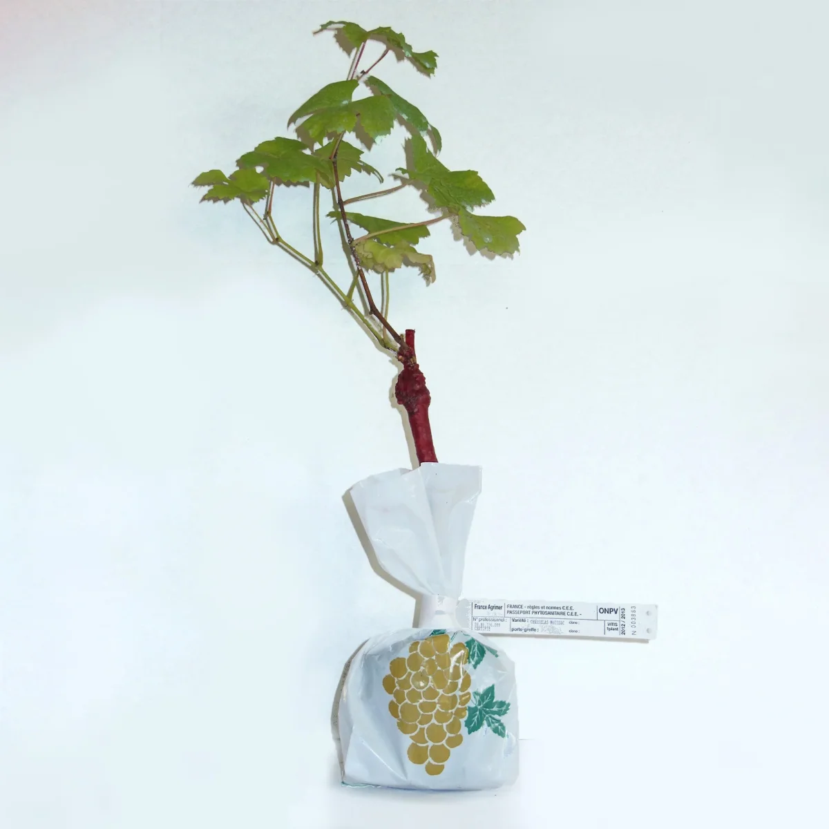 Vigne Chasselas de Fontainebleau – Image 5