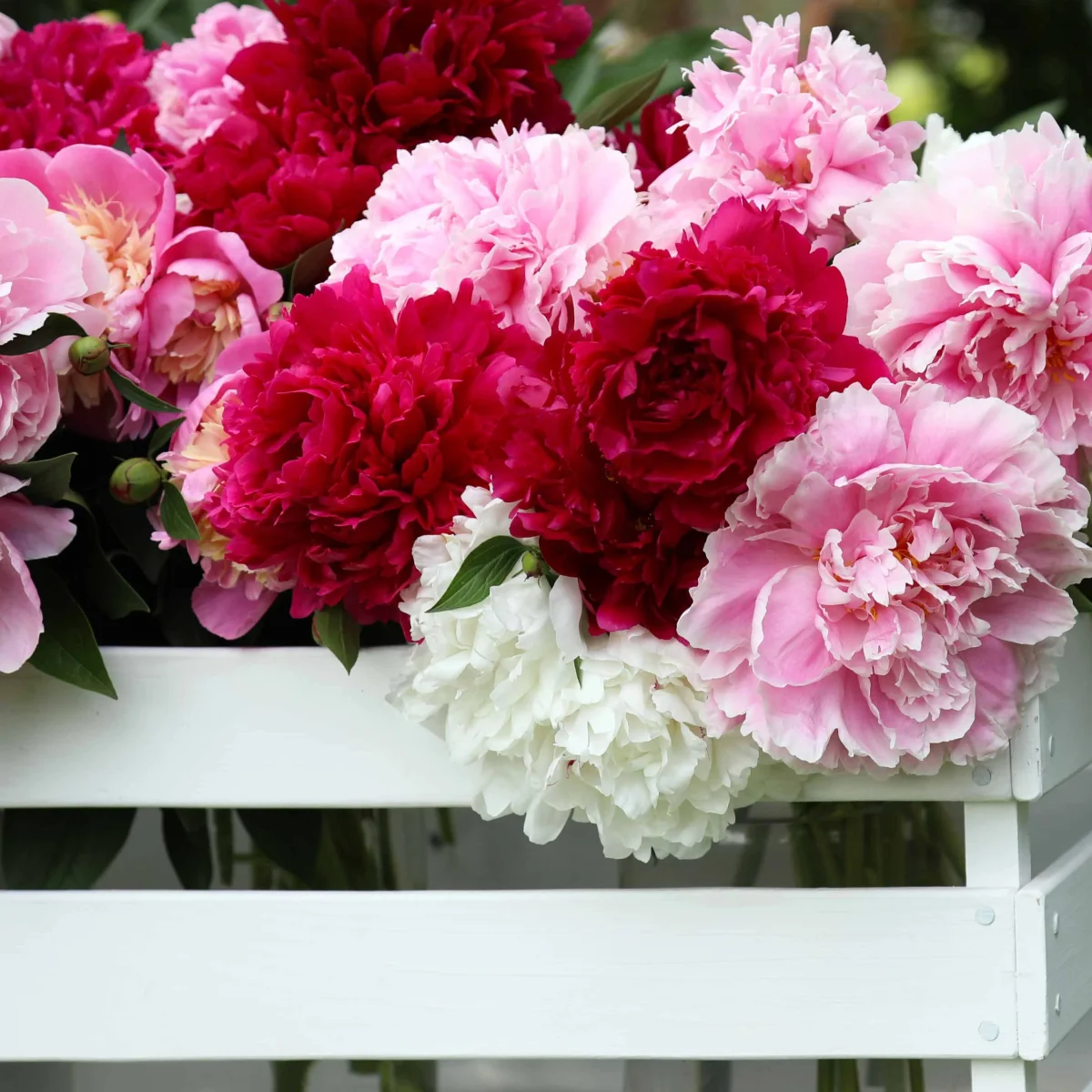 3 Pivoines parfumées rouge, rose, blanche en mélange – Image 2