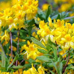 Azalée de Chine jaune