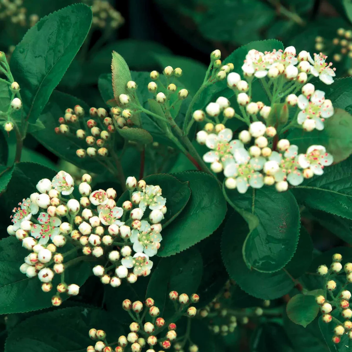 Aronia viking – Image 7