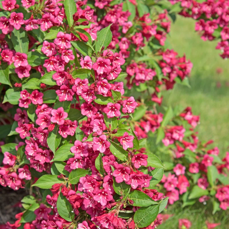 Weigelia Bristol Ruby – Image 3