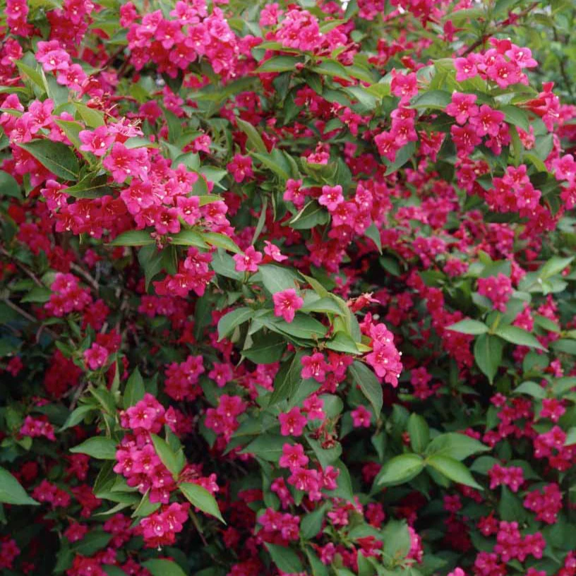 Weigelia Bristol Ruby – Image 2