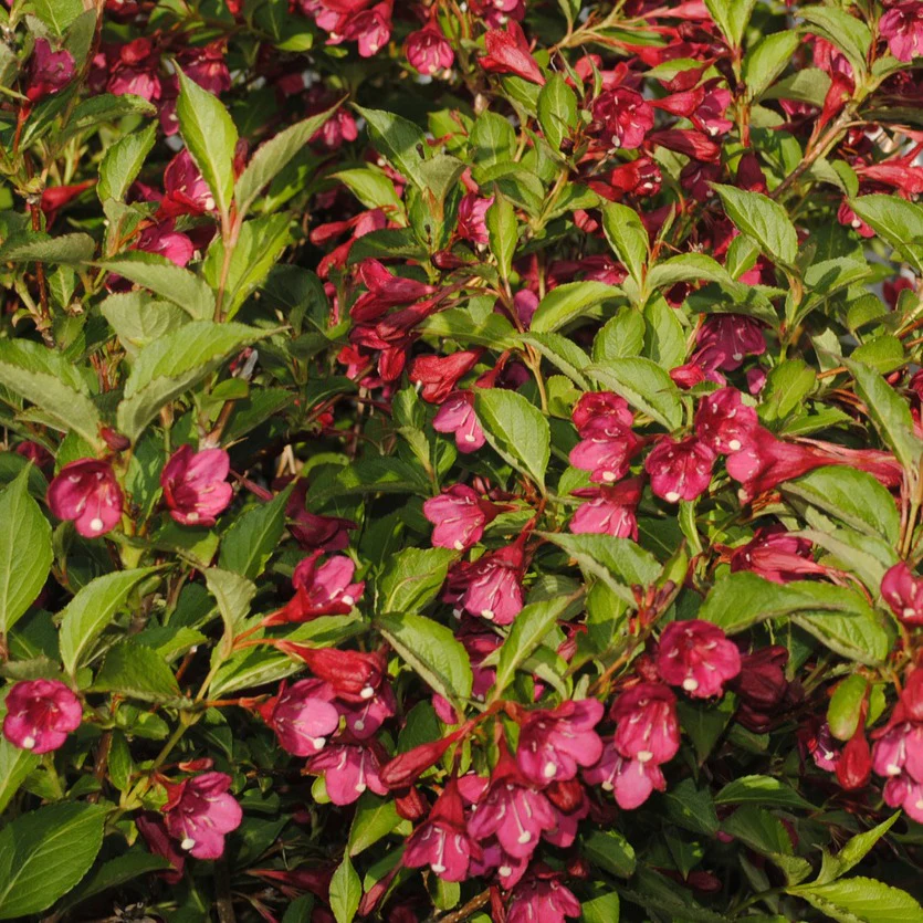 Weigelia Bristol Ruby – Image 5
