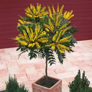 Mahonia Charity sur tige