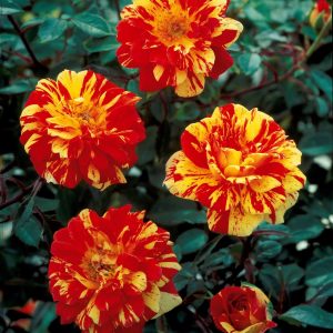 Mini-rosier sur tige Mousha