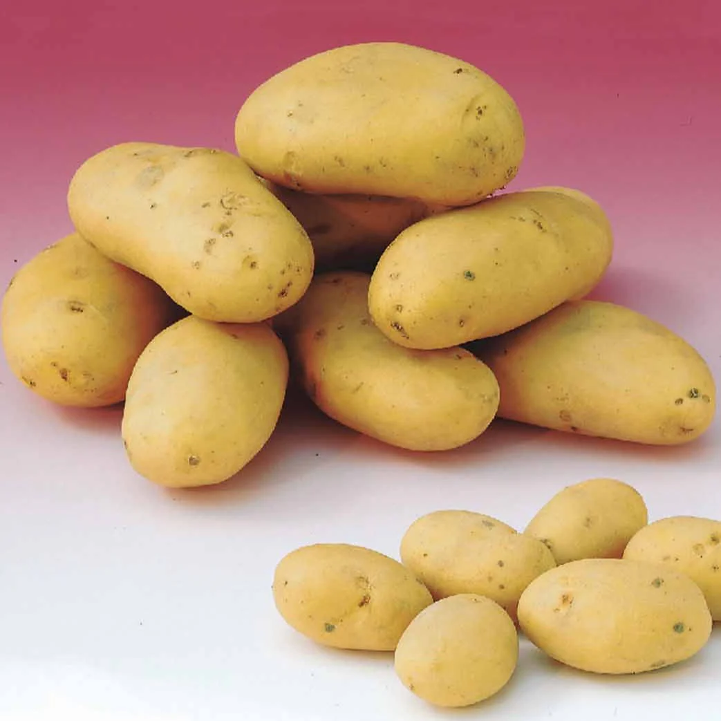 80 Pommes de terre : variétés pour 6 mois de récolte – Image 3