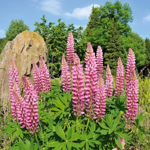 3 Lupins roses