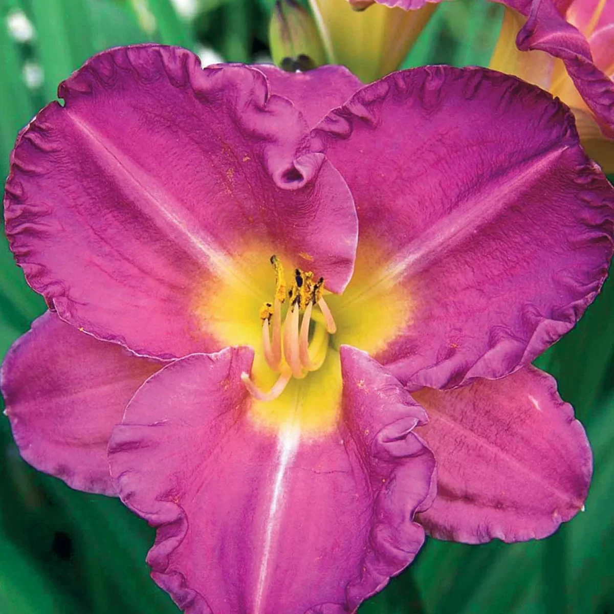 3 Hémérocalles Entrapment Série 500