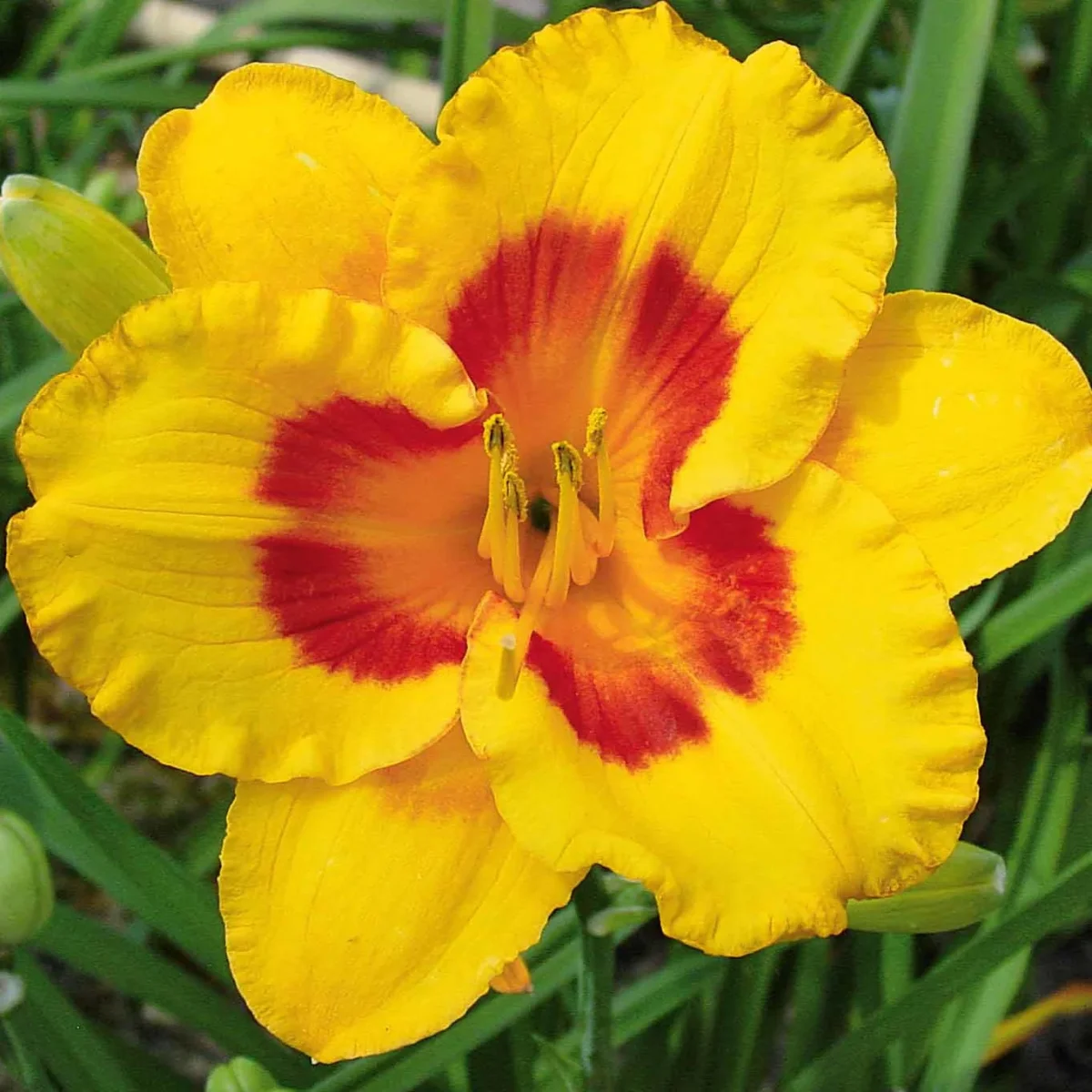 3 Hémérocalles Fooled me Série 500 – Image 3