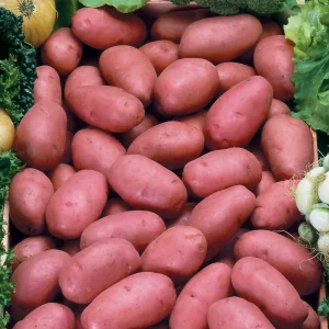 Pomme de terre Rosabelle