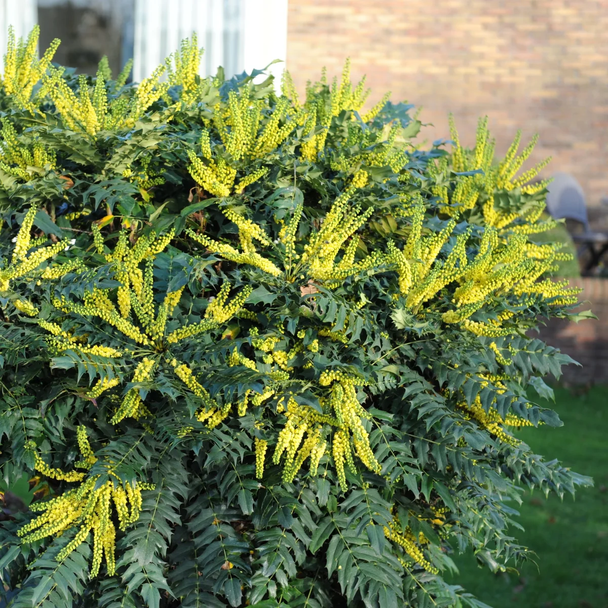 Mahonia Charity