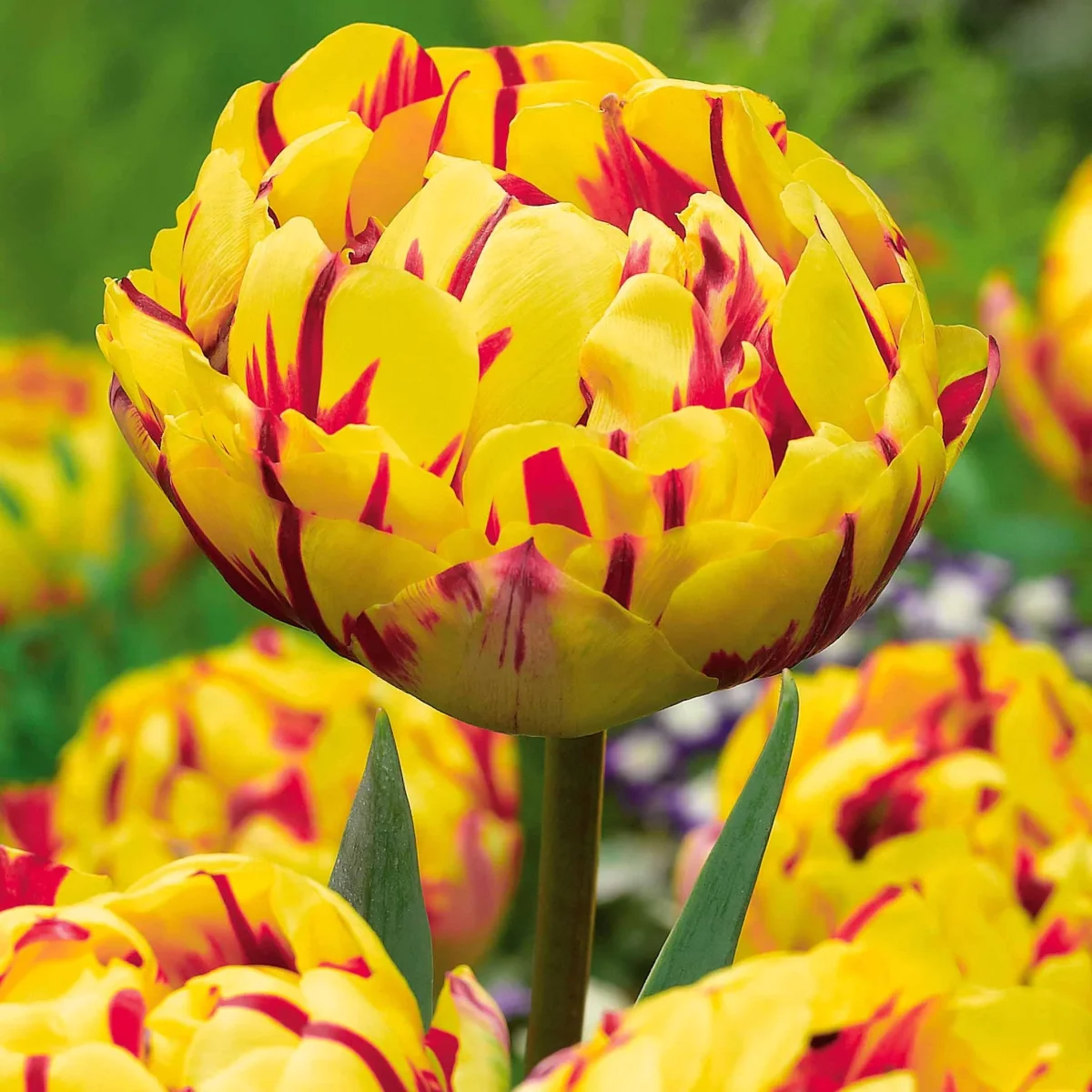 10 Tulipes à fleurs de pivoine Golden Nizza – Image 2