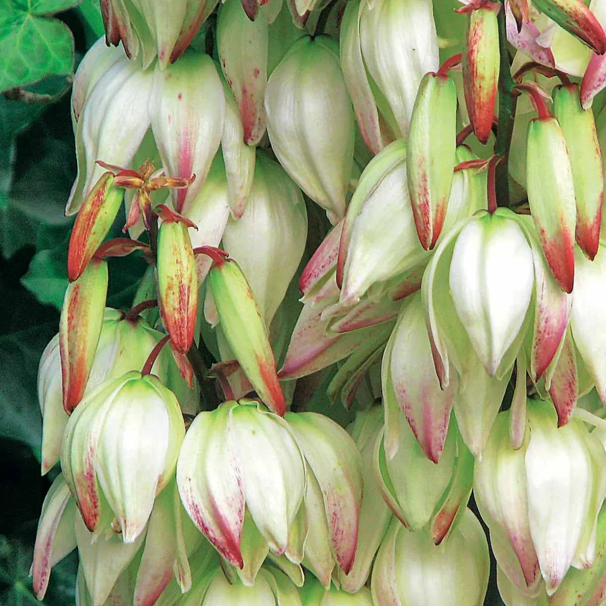 Yucca panaché – Image 3
