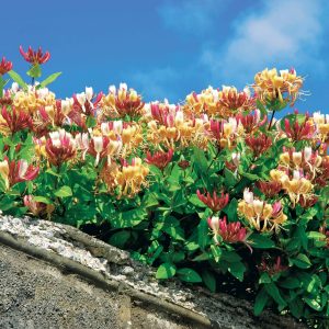 Chèvrefeuille des bois Serotina