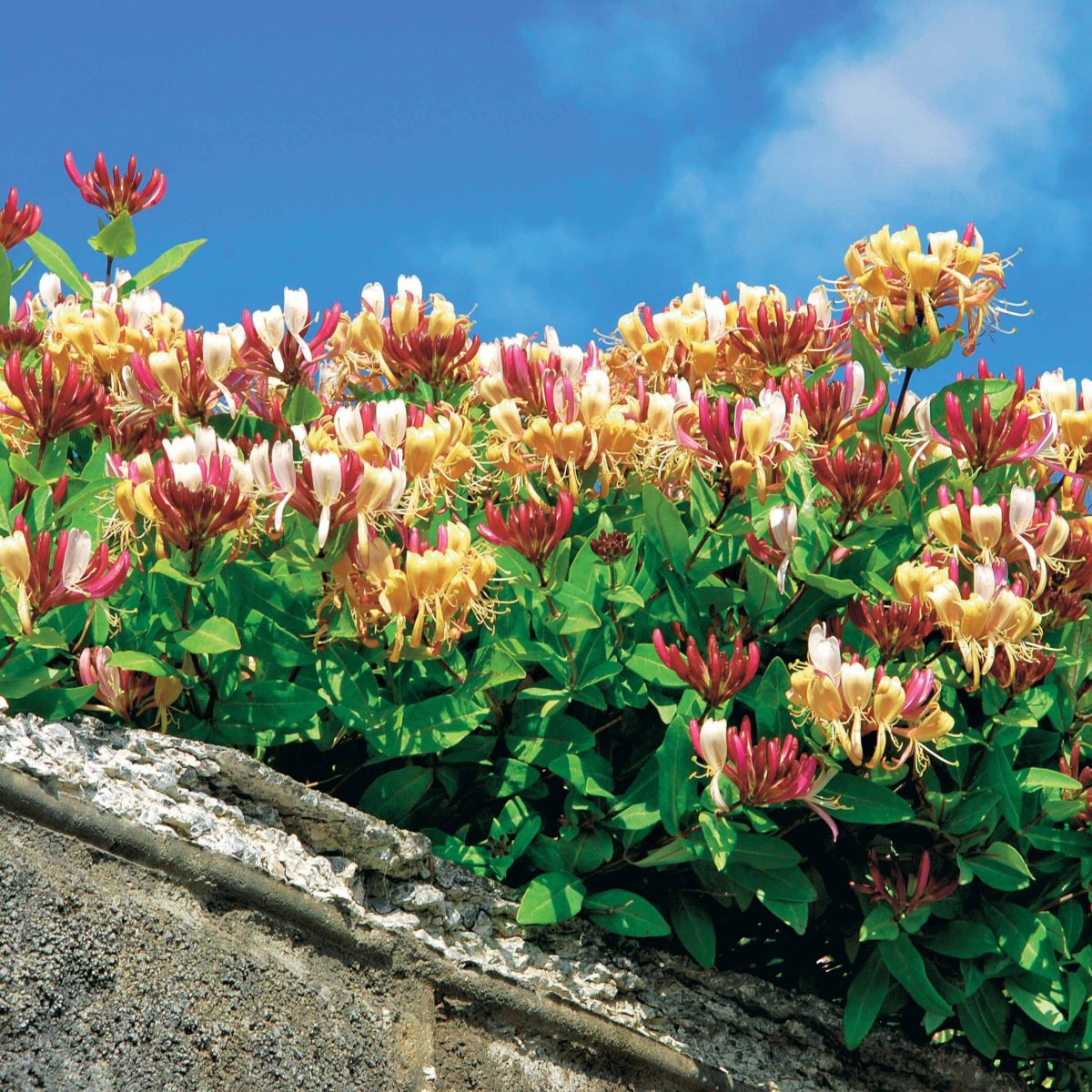 Chèvrefeuille des bois Serotina – Image 2