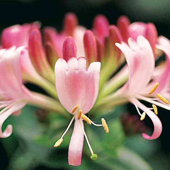 Chèvrefeuille des bois Serotina – Image 4