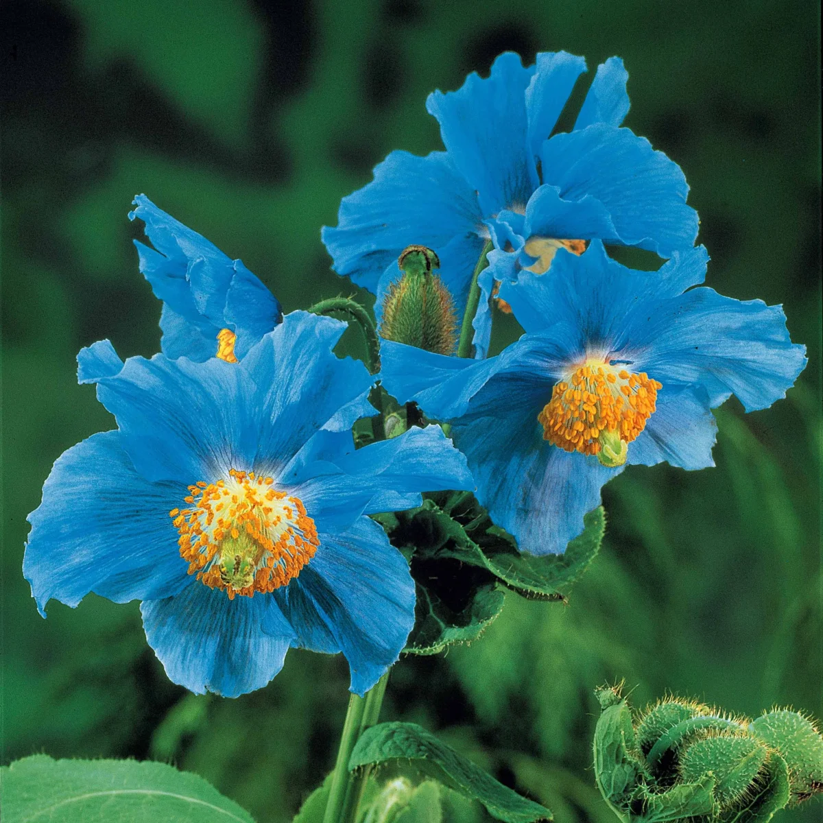 2 Pavots bleus de l'Himalaya – Image 4