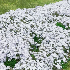 3 Phlox mousse blancs