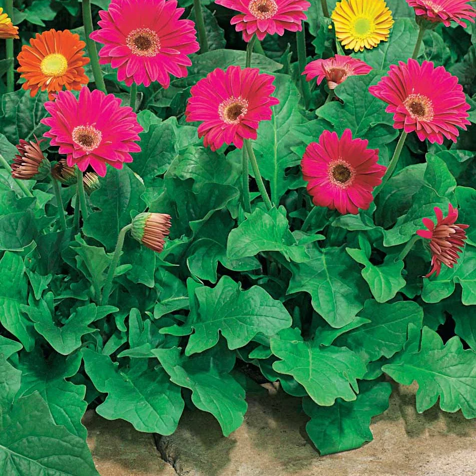 2 Garvineas rouges – Image 3