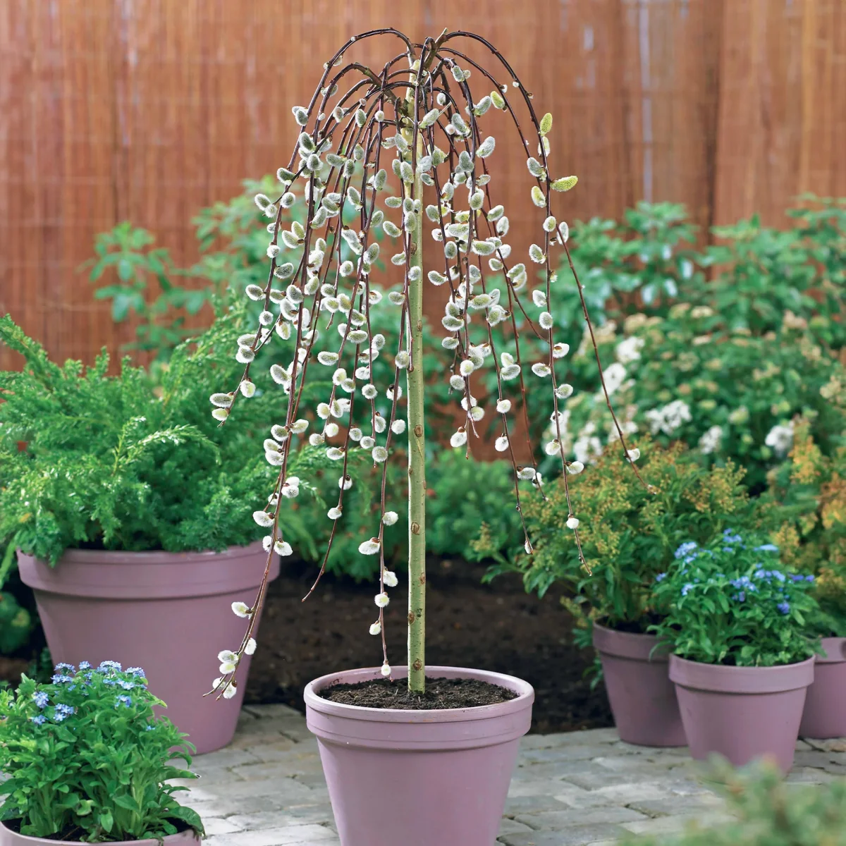 Saule marsault pleureur sur tige – Image 2