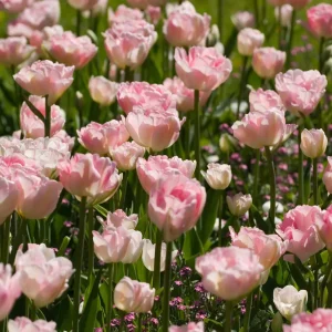 Collection de 20 Tulipes romantiques Angélique et  Shirley