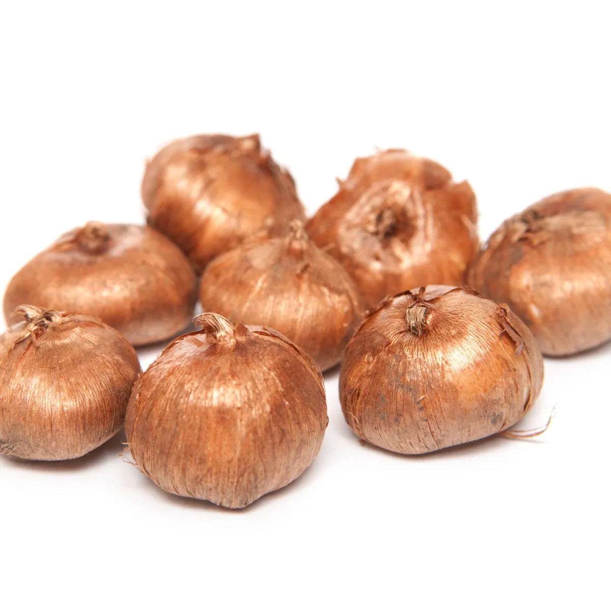 15 Crocus Mammouth jaune – Image 6