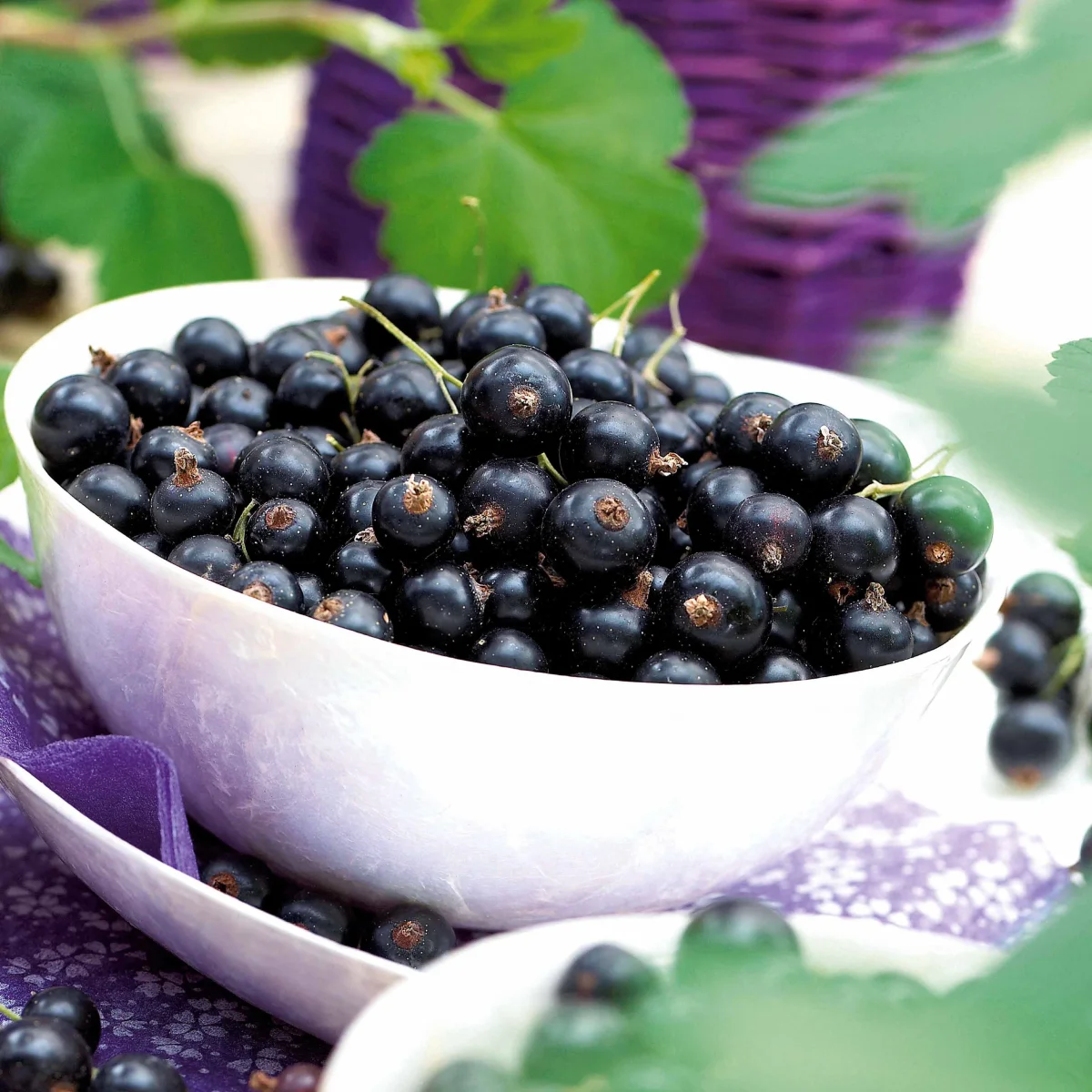 2 Cassissiers Neva ® Chereshnevas – Image 5